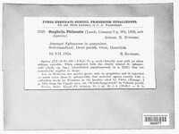 Image of Arrhenia philonotis